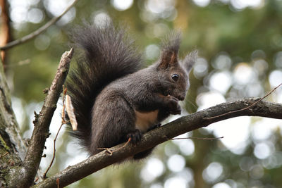 Full frame of calabrian black squirrel - sciurus meridionalis - on a tree