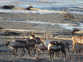 Herd of deer