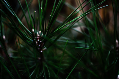 Close-up of water drops on grass