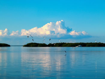 Birds flying over lake against blue sky