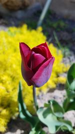 Close-up of flower blooming outdoors