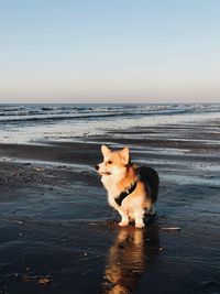 Dog standing on beach