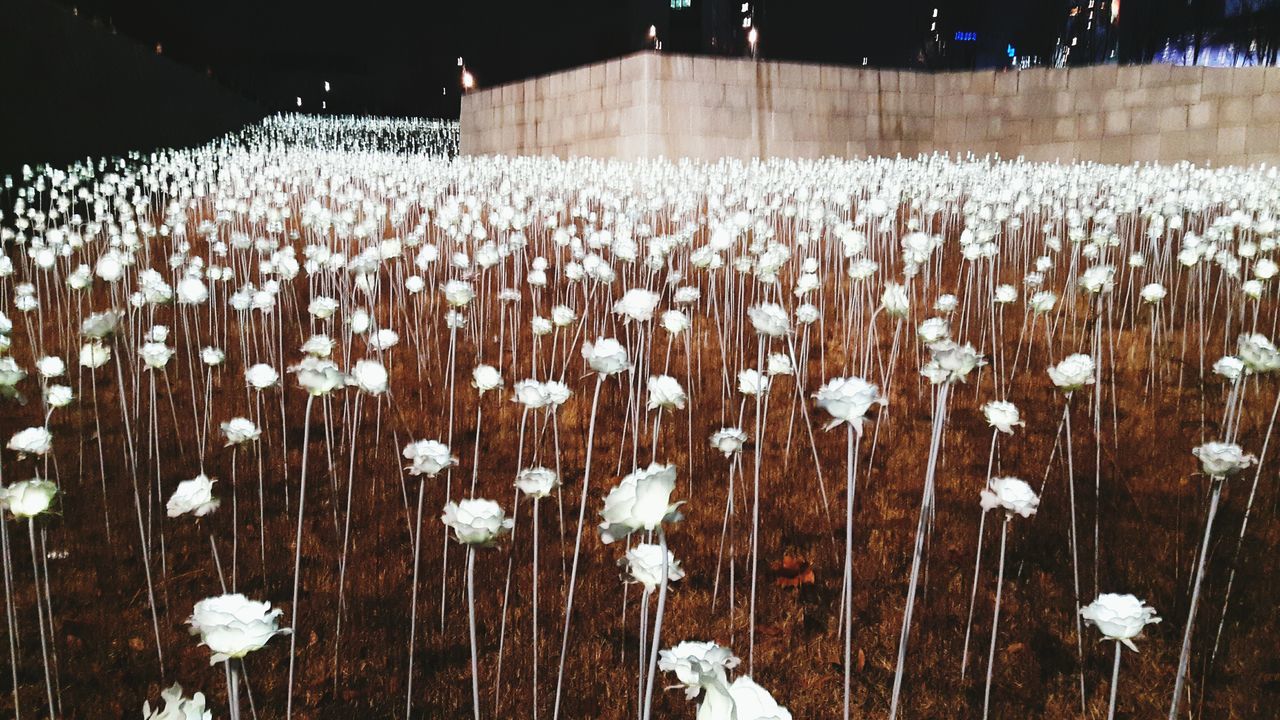 field, snow, white color, winter, cold temperature, landscape, agriculture, nature, rural scene, season, abundance, farm, beauty in nature, outdoors, tranquility, plant, growth, tranquil scene, white, no people