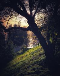 Bare tree on field