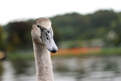 Close-up of bird at lake