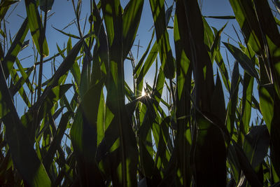 Low angle view of bamboo plants on field