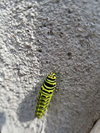 Close-up of insect on leaf