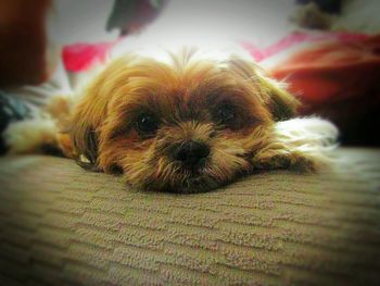 Close-up portrait of dog at home