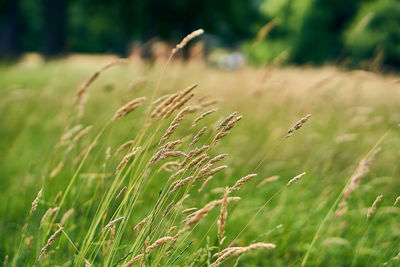 Close-up of stalks in field