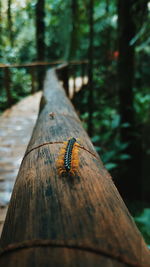 Close-up of insect on wood in forest