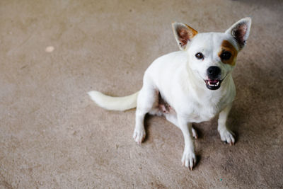 High angle view of dog