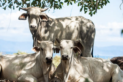 Close-up of cow