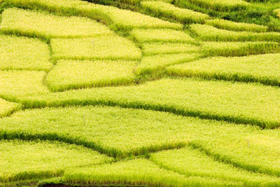Rice field near andringitra national park, madagascar