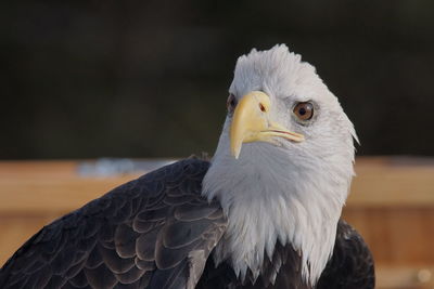 Close-up of eagle against blurred background