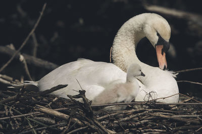 Close-up of birds in nest