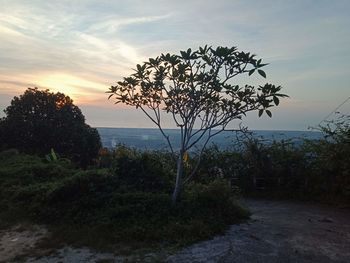 Tree by sea against sky during sunset