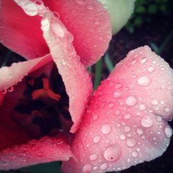 Close-up of water drops on pink flower