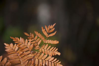 Close-up of plant