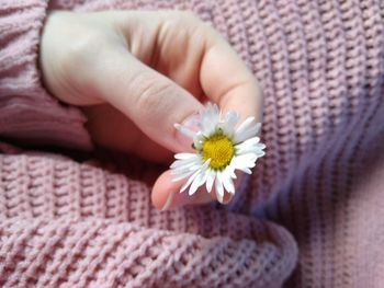 Close-up of hand holding daisy flower