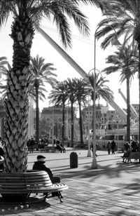 Palm trees in city