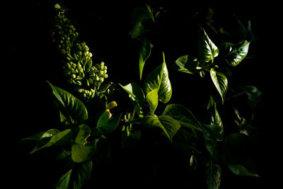 Close-up of flowering plant against black background