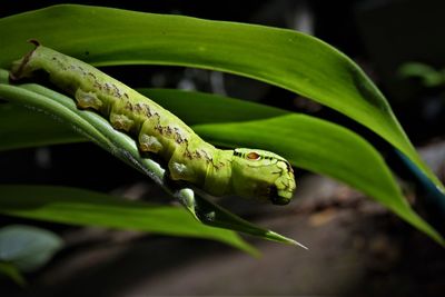 Close-up of hawk moth caterpillar on leaf