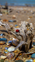 Driftwood on sand and pebble beach low level close up view with red ladybird beetle in foreground
