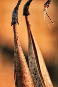 Close-up of bird