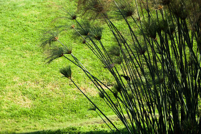 High angle view of tree on field in forest