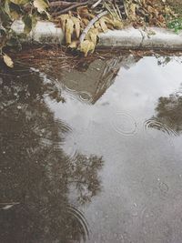 Reflection of trees in puddle on lake during rainy season
