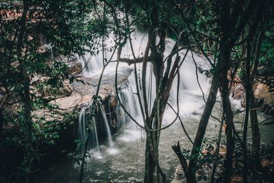 Scenic view of river amidst trees in forest