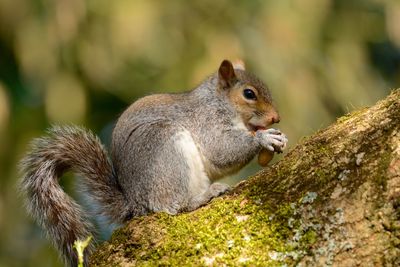 Close-up of squirrel