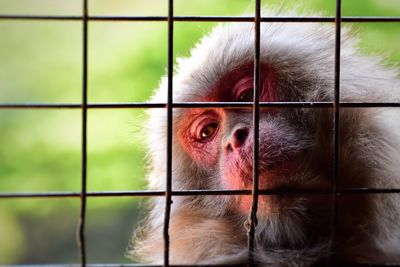 Close-up of monkey in cage at zoo