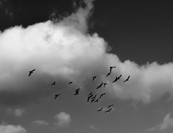 Low angle view of bird flying against cloudy sky