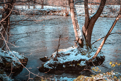 Scenic view of frozen lake in forest