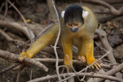 Closeup portrait of golden squirrel monkey saimiri sciureus playing pampas del yacuma, bolivia.