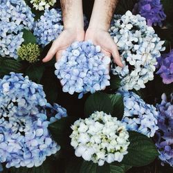 Cropped image of man holding hydrangea