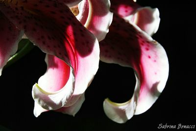 Close-up of pink flower over black background