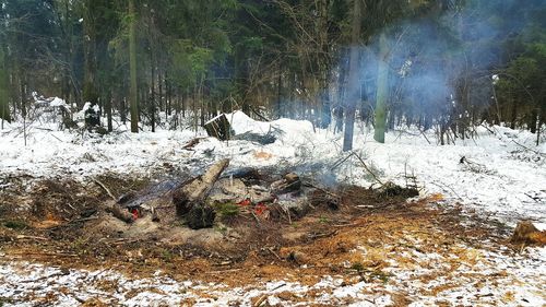 Flock of ducks in forest during winter