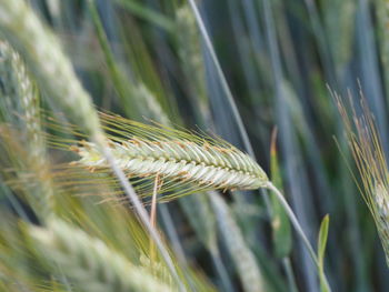 Close-up of wheat growing on field