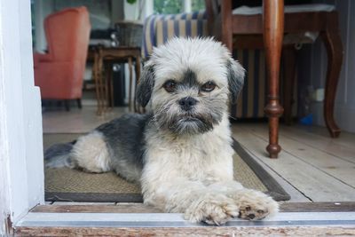 Close-up of dog sitting on floor at home