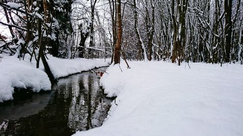 Snow covered landscape