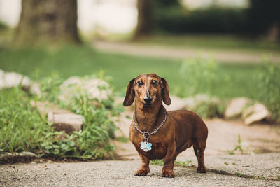 Portrait of dog standing on field