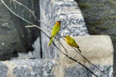 Close-up of bird perching on rock