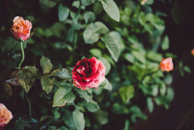 Close-up of pink rose