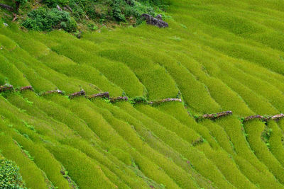 High angle view of terraced field