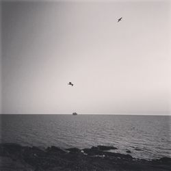 Bird flying over sea