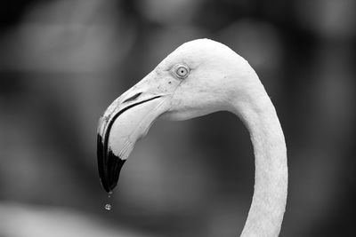 Close-up of bird in water