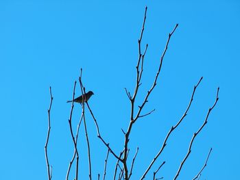 Low angle view of bird on tree against clear sky