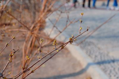 Close-up of flowering plant against blurred background